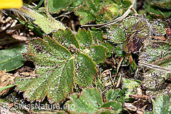 Gemeine Berg-Nelkenwurz (Geum montanum) (F182144) Gemeine Berg-Nelkenwurz (Geum montanum) (F182144)