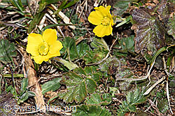 Gemeine Berg-Nelkenwurz (Geum montanum) (F182145) Gemeine Berg-Nelkenwurz (Geum montanum) (F182145)