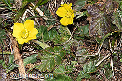 Gemeine Berg-Nelkenwurz (Geum montanum) (F182146) Gemeine Berg-Nelkenwurz (Geum montanum) (F182146)