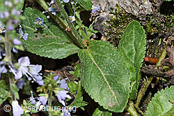 Gebräuchlicher Ehrenpreis (Veronica officinalis) (F182747) Gebräuchlicher Ehrenpreis (Veronica officinalis) (F182747)