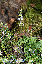 Gebräuchlicher Ehrenpreis (Veronica officinalis) (F182750) Gebräuchlicher Ehrenpreis (Veronica officinalis) (F182750)