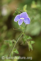 Gamander-Ehrenpreis (Veronica chamaedrys) (F182755) Gamander-Ehrenpreis (Veronica chamaedrys) (F182755)