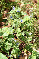 Gamander-Ehrenpreis (Veronica chamaedrys) (F182762) Gamander-Ehrenpreis (Veronica chamaedrys) (F182762)