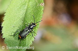 Clanoptilus elegans (Zipfelkäfer) (F182766) Clanoptilus elegans (Zipfelkäfer) (F182766)