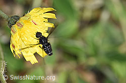 Gemeiner Trauerschweber (Anthrax anthrax) auf Öhrchen-Habichtskraut (Hieracium lactucella)