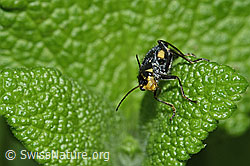 Clanoptilus elegans (Zipfelkäfer) (F182798) Clanoptilus elegans (Zipfelkäfer) (F182798)