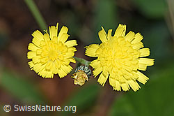 Geöhrtes Habichtskraut (Hieracium lactucella) (12.06.2021, F182800)
