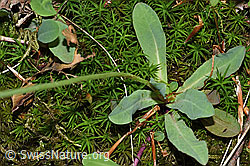 Hieracium lactucella (F182801)