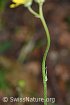 Hieracium lactucella (F182802)
