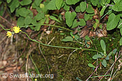 Geöhrtes Habichtskraut (Hieracium lactucella) (12.06.2021, F182804)