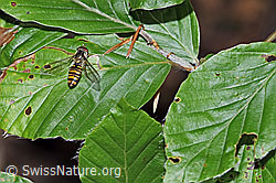Hainschwebfliege (Episyrphus balteatus) (12.06.2021, F182805)