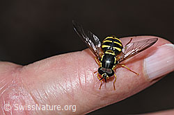 Gemeine Wespenschwebfliege (Chrysotoxum cautum) (12.06.2021, F182812)