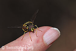 Gemeine Wespenschwebfliege (Chrysotoxum cautum) (12.06.2021, F182813)