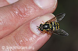 Chrysotoxum cautum (F182814)
