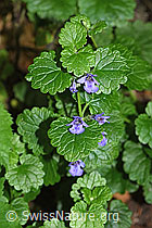 Gemeine Gundelrebe (Glechoma hederacea) (F182825)