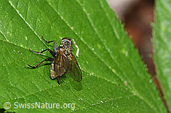 Photo: Coenosia tigrina