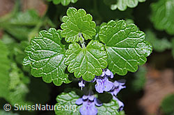 Gemeine Gundelrebe (Glechoma hederacea) (F182831)