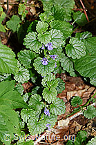 Gemeine Gundelrebe (Glechoma hederacea) (F182832)