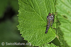 Kleiner Strauchdieb (Neoitamus socius) (12.06.2021, F182840)