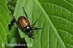 Phyllopertha horticola (F182842)