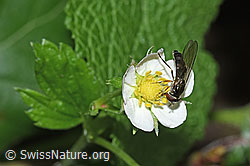 Graue Breitfussschwebfliege (Platycheirus albimanus) auf Wald-Erdbeere (Fragaria vesca)