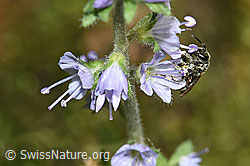 Dunkelgrüne Schmalbiene (Lasioglossum morio) auf Gebräuchlichem Ehrenpreis (Veronica officinalis) (F182853) Dunkelgrüne Schmalbiene (Lasioglossum morio) auf Gebräuchlichem Ehrenpreis (Veronica officinalis) (F182853)