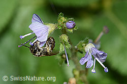 Dunkelgrüne Schmalbiene (Lasioglossum morio) auf Gebräuchlichem Ehrenpreis (Veronica officinalis) (F182857) Dunkelgrüne Schmalbiene (Lasioglossum morio) auf Gebräuchlichem Ehrenpreis (Veronica officinalis) (F182857)