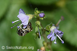 Dunkelgrüne Schmalbiene (Lasioglossum morio) auf Gebräuchlichem Ehrenpreis (Veronica officinalis) (F182858) Dunkelgrüne Schmalbiene (Lasioglossum morio) auf Gebräuchlichem Ehrenpreis (Veronica officinalis) (F182858)
