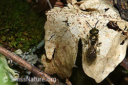 Dunkelgrüne Schmalbiene (Lasioglossum morio) (F182859) Dunkelgrüne Schmalbiene (Lasioglossum morio) (F182859)