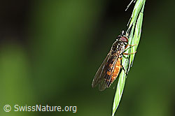 Matte Schwarzkopfschwebfliege (Melanostoma scalare) (F182862) Matte Schwarzkopfschwebfliege (Melanostoma scalare) (F182862)