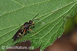 Ragwurz-Zikadenwespe (Argogorytes mystaceus) (F182867) Ragwurz-Zikadenwespe (Argogorytes mystaceus) (F182867)