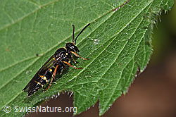 Ragwurz-Zikadenwespe (Argogorytes mystaceus) (F182869) Ragwurz-Zikadenwespe (Argogorytes mystaceus) (F182869)