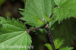 Grosse Brennnessel (Urtica diocia) (F182871) Grosse Brennnessel (Urtica diocia) (F182871)