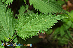 Grosse Brennnessel (Urtica diocia) (12.06.2021, F182872)