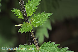 Grosse Brennnessel (Urtica diocia) (F182874) Grosse Brennnessel (Urtica diocia) (F182874)