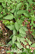 Grosse Brennnessel (Urtica diocia) (12.06.2021, F182876)