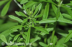 Kletten-Labkraut (Galium aparine) (F182880) Kletten-Labkraut (Galium aparine) (F182880)