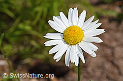 Leucanthemum vulgare (F182889)