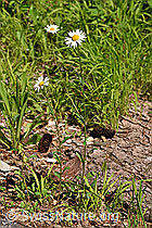 Leucanthemum vulgare (F182897)