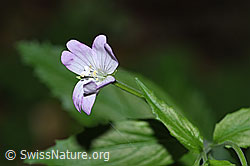Foto: Berg-Weidenröschen (Epilobium montanum)