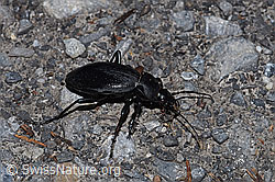 Photo: Carabus coriaceus