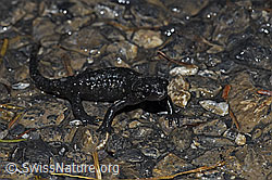 Photo: Salamandra atra