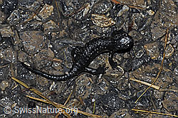 Photo: Salamandra atra