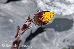 Tussilago farfara (F183295)