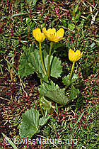 Sumpf-Dotterblume (Caltha palustris) (F183299) Sumpf-Dotterblume (Caltha palustris) (F183299)