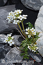 Pritzelago alpina (F183316)