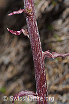 Petasites paradoxus (F183322)