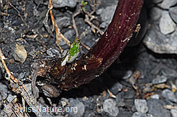 Petasites paradoxus (F183324)