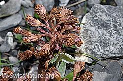 Petasites paradoxus (F183325)