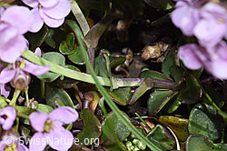 Kriechendes Täschelkraut (Thlaspi rotundifolium) (F183332)